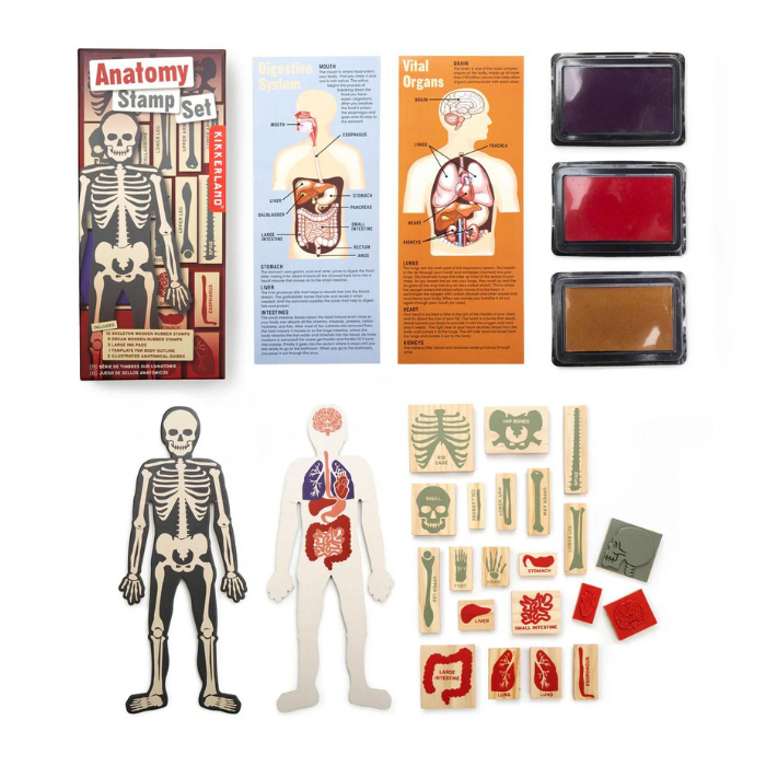 Kikerland Anatomy Stamp Set